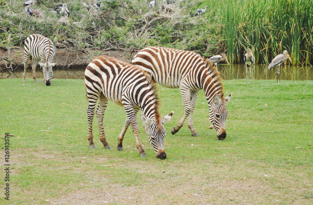 zebra feeding grass on ground in field zebra feeding grass on ground in field