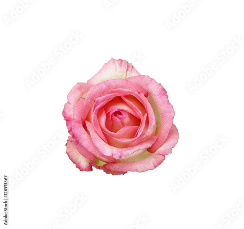 Beautiful pink rose isolated on white background © lana839