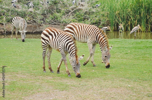 zebra feeding grass on ground in field