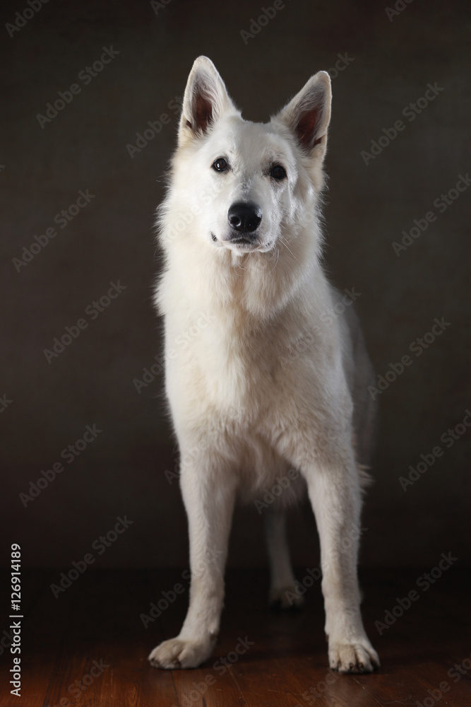 Berger Blanc Suisse im Studio stehend