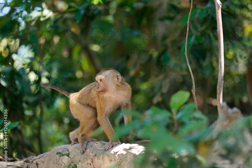 monkeys in the southern of Thailand monkeys in the southern of Thailand