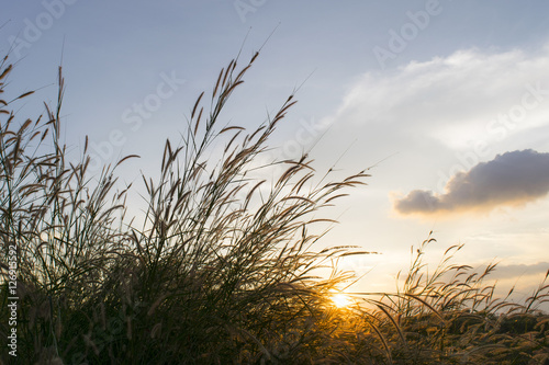 flowers grass with sky sunset background in winter