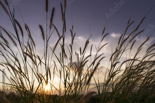 flowers grass with sky sunset background in winter
