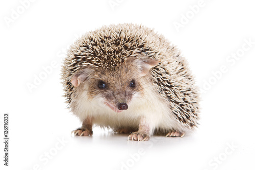Eared hedgehog (isolated on white)