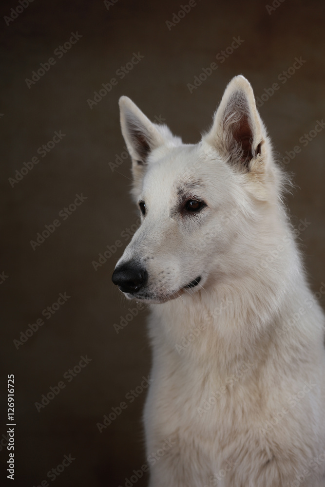 Berger Blanc Suisse im Studio