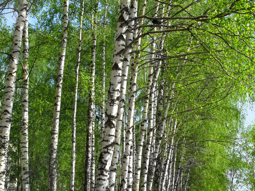 Fototapeta Naklejka Na Ścianę i Meble -  Beautiful birch