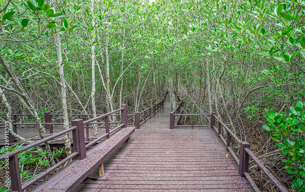 Wooden bridge at The forest mangrove,  Thailand