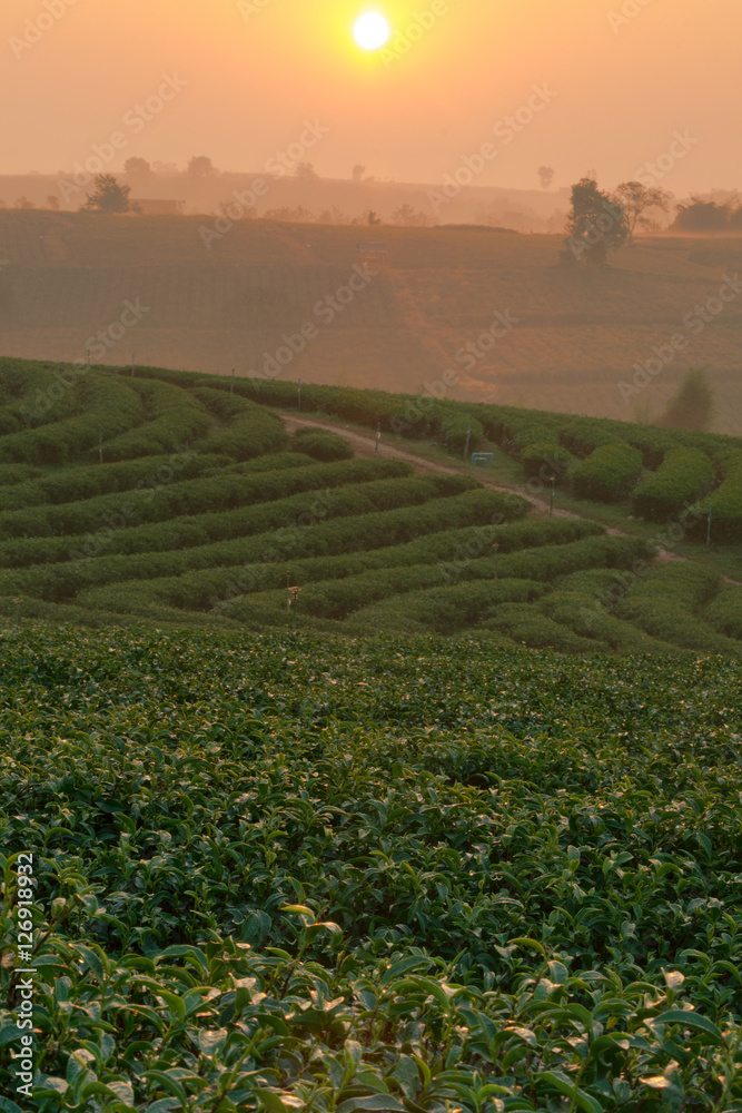 plantation tea landscape at Chiang rai, Thailand.