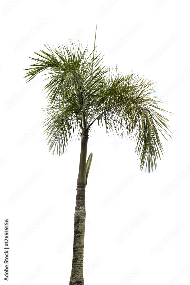 Palm tree on a white background Palm tree on a white background