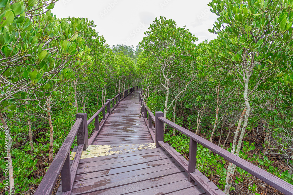 Wooden walkway in mangrove forest
