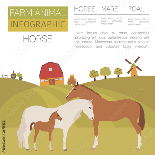 Horse farming infographic template. Stallion, mare, foal family.