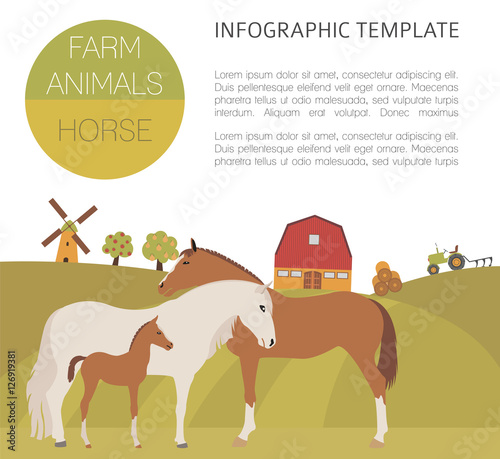 Horse farming infographic template. Stallion  mare  foal family.