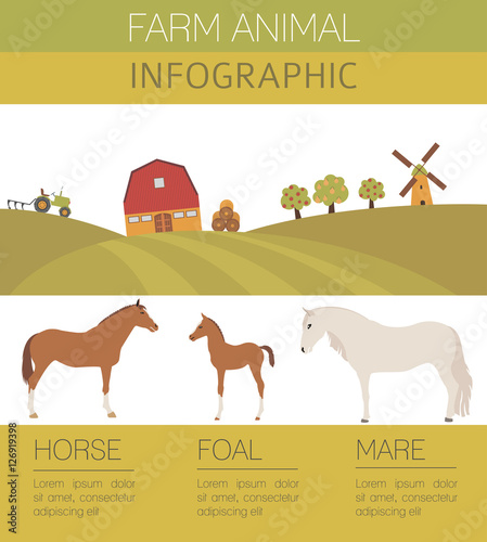 Horse farming infographic template. Stallion, mare, foal family.