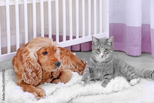 Cute dog and cat together at home