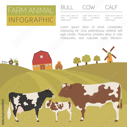 Cattle farming infographic template. Cow, bull, calf family. Fla