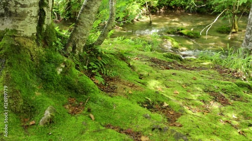 stream in Plitvice lake park in Croatia