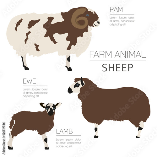 Sheep farming infographic template. Ram, ewe, lamb family. Flat