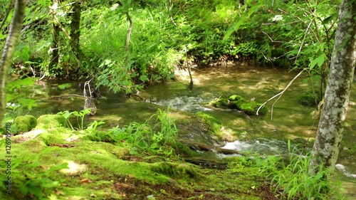 duck with duckling swimming in brook