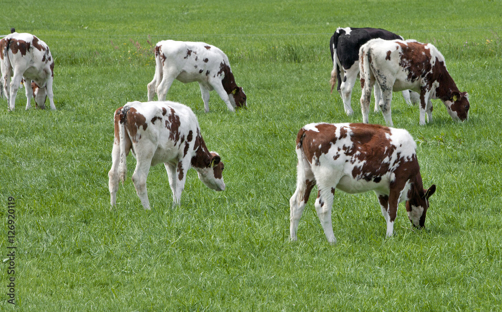 Grazing cows in Dutch meadow. Dairy farm Netherlands. 