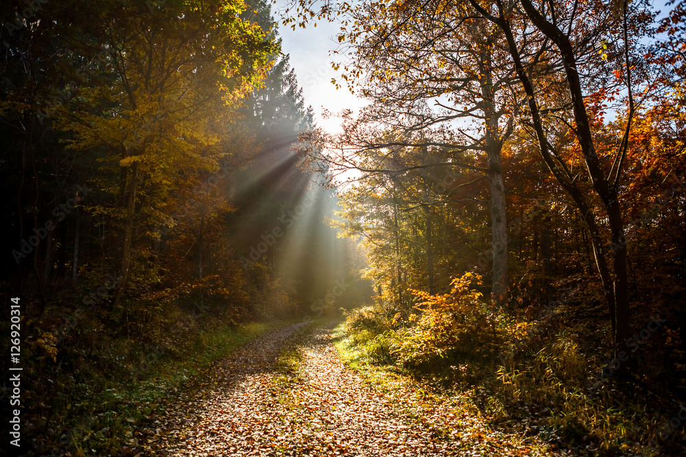 Sunrays in Forest at Autumn Time