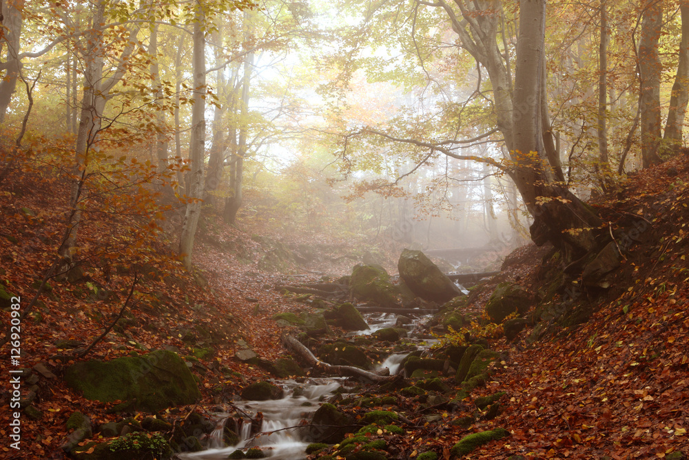 Stream in autumn beech forest in the Carpathians.