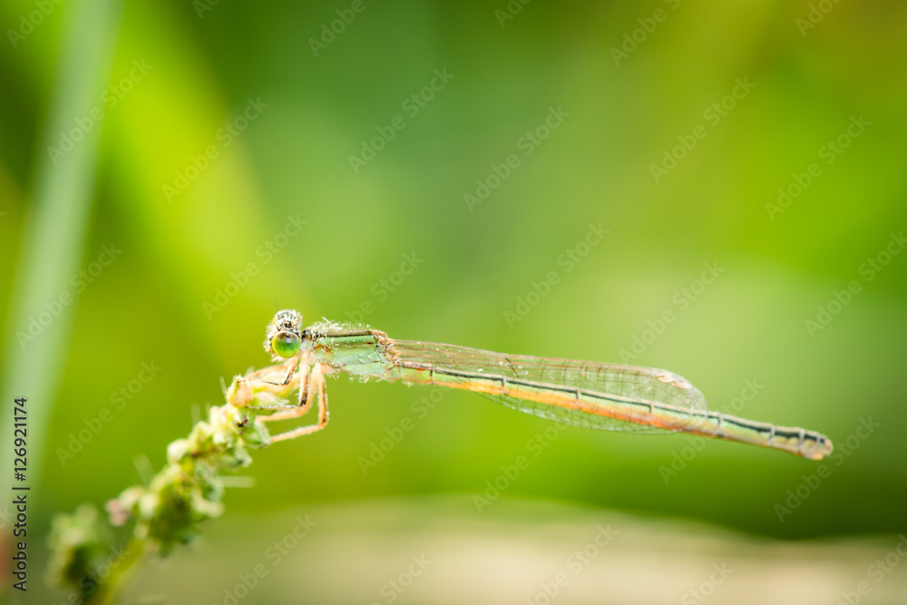 Small dragonfly Small dragonfly