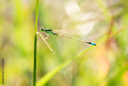 Small dragonfly © songdech17