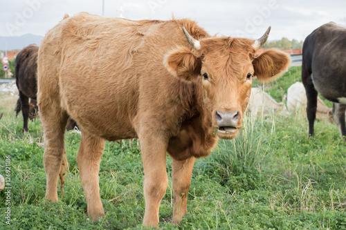 La mucca al pascolo