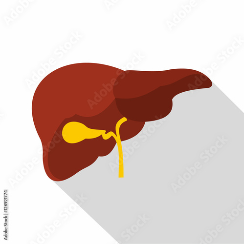 Liver icon. Flat illustration of liver vector icon for web