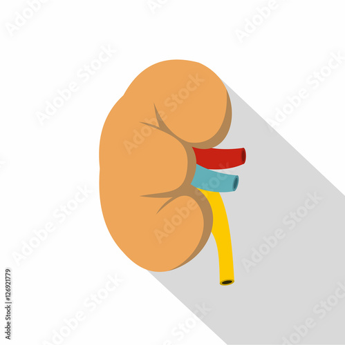 Kidney icon. Flat illustration of kidney vector icon for web