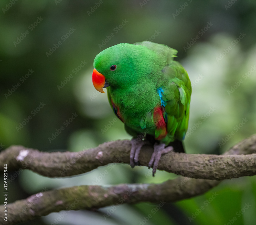 Green male Eklektus parrot with a two-color beak sitting on a branch leaning slightly (Singapore) Green male Eklektus parrot with a two-color beak sitting on a branch leaning slightly (Singapore)