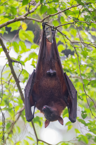 Cute male bat hanging upside down on a branch, and sticks out his tongue against the background of green leaves (Singapore)
