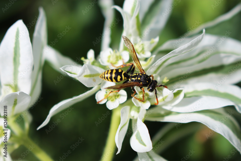 Fototapeta premium osa na kwiatku