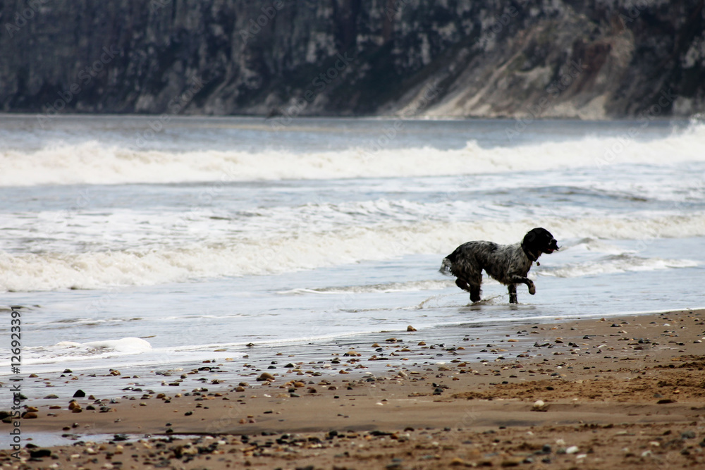 dog playing on a beach