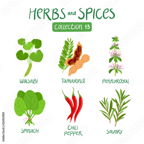 Herbs and spices collection 13