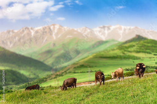 Herd of cows grazing on green meadow in mountains of Armenia