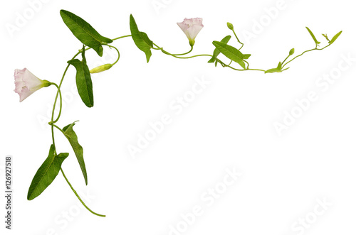 Bindweed flower and leaves