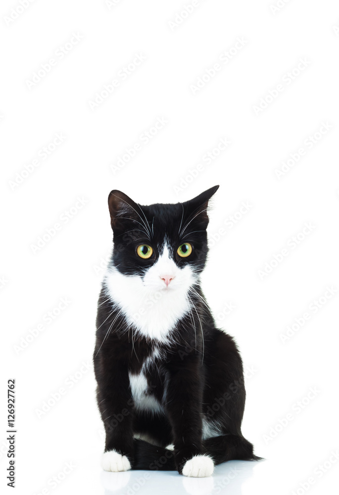 seated black and white cat