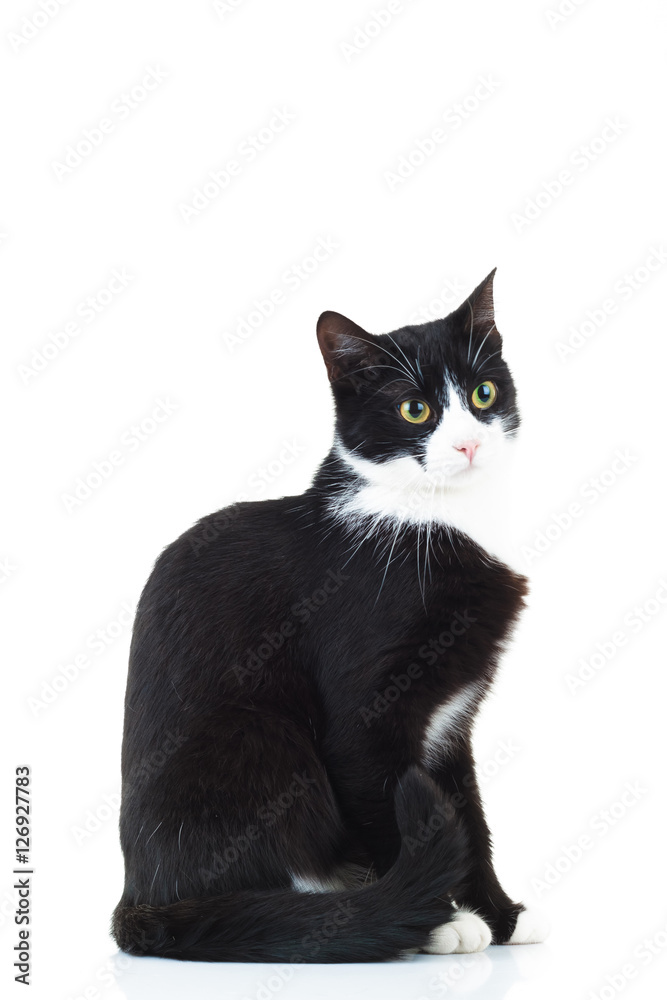 side view of a black and white cat sitting side view of a black and white cat sitting