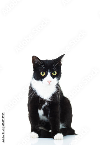 seated black and white cat