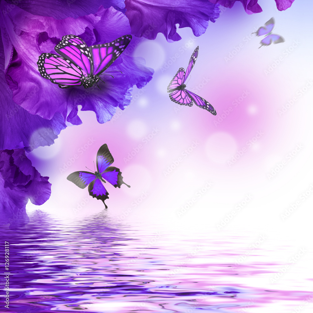 Fototapeta Niesamowite fioletowe motyle wśród kwiatów, hortensji i irysa.