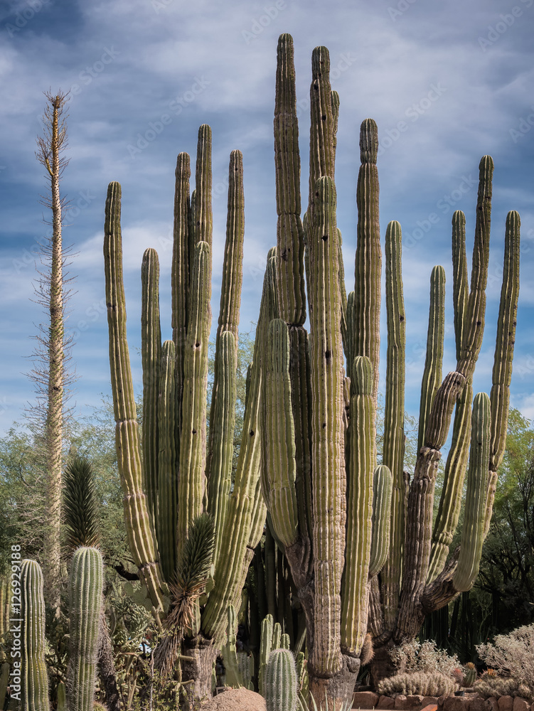 Tall cactee in a high desert, Arizona Tall cactee in a high desert, Arizona