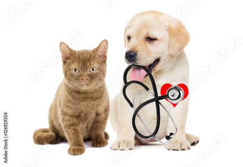 Canvas Print puppy and kitten