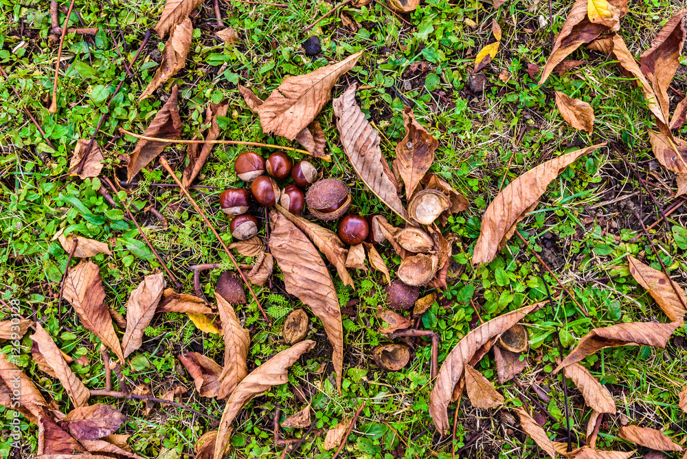 Horse chestnut - Aesculus hippocastanum on forest floor with lea Horse chestnut - Aesculus hippocastanum on forest floor with lea