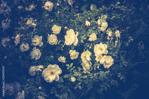 Summer White Roses Retro © AnnaPa