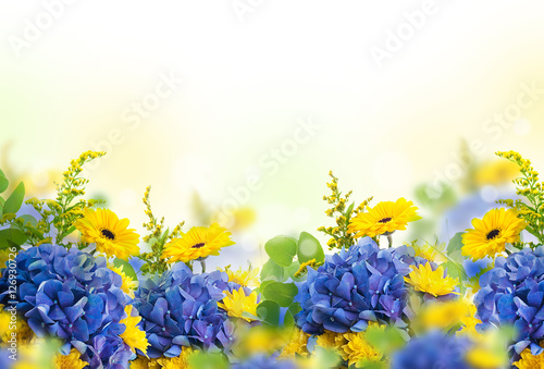 Amazing background with hydrangeas and daisies. Yellow and blue flowers on a ...