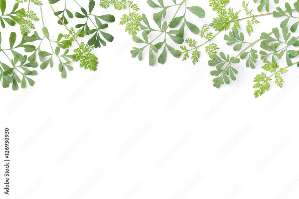 frame of green herbs in white background - obrazy, fototapety, plakaty 