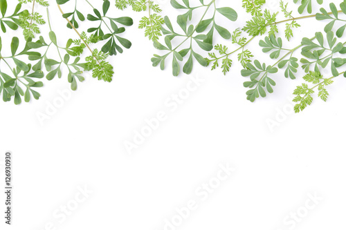 frame of green herbs in white background