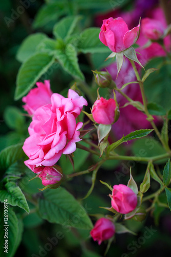 Pink climbing roses in a garden