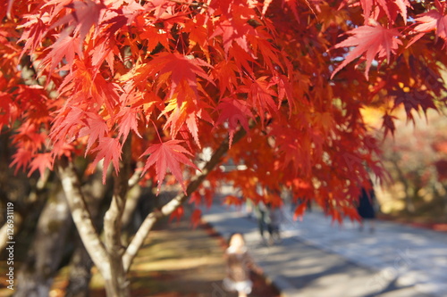 京都の紅葉